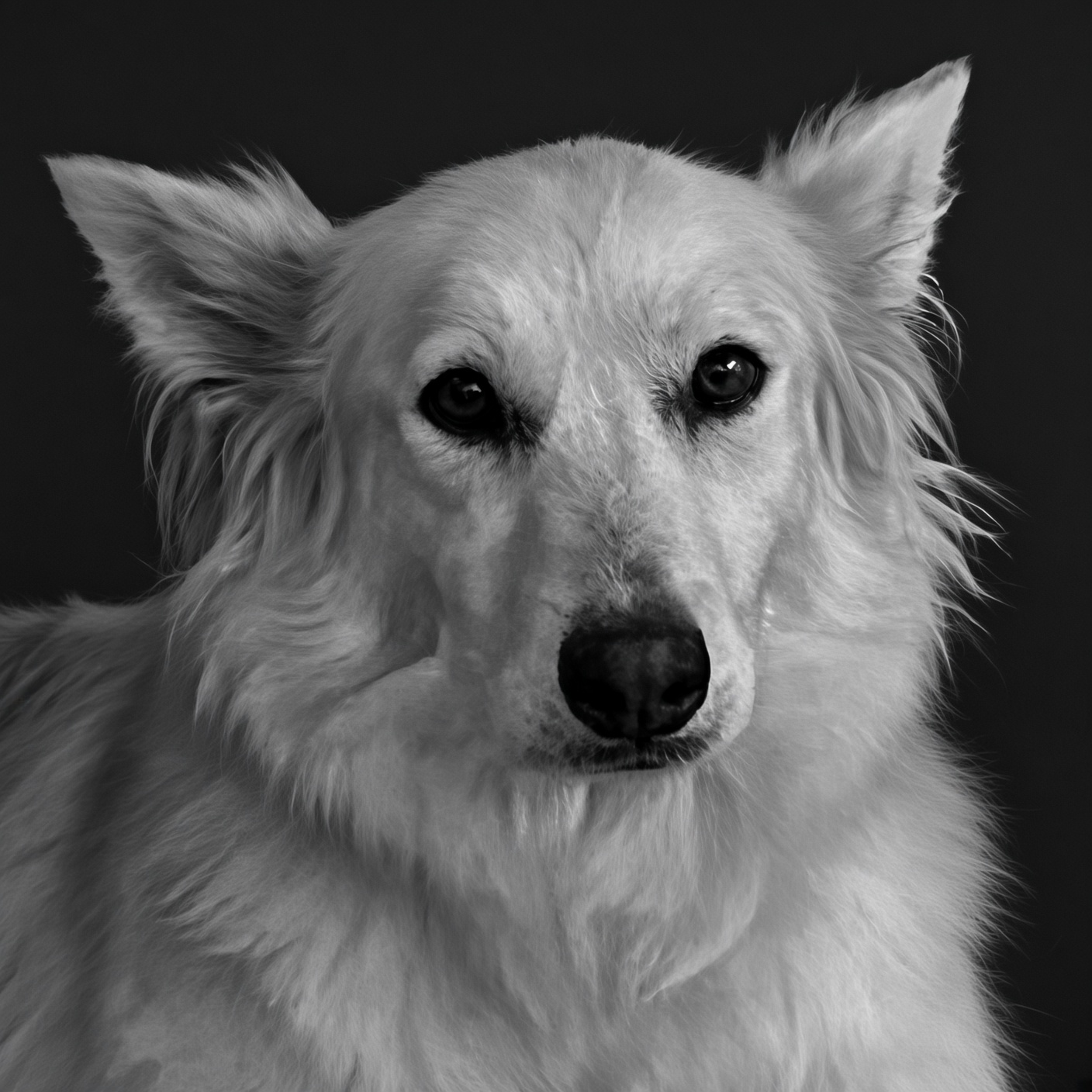 Laika